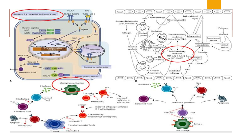 File:Procalcitonin 8.2017.pdf
