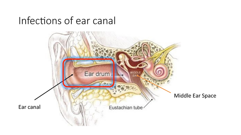 File:The draining ear.pdf