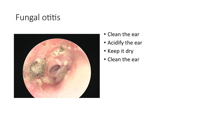 File:The draining ear.pdf