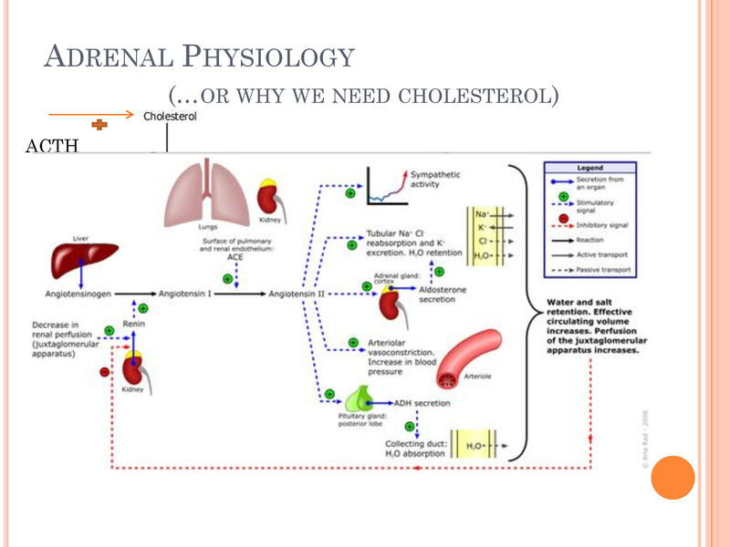 File:Congenital Adrenal Hyperplasia.pdf