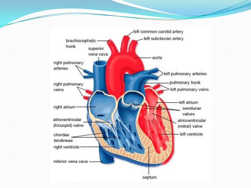 File:Heart Failure Therapies.pdf